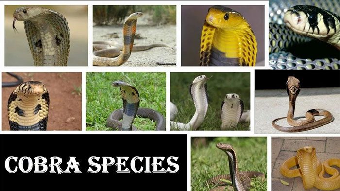 There are many different species of cobras around the world.