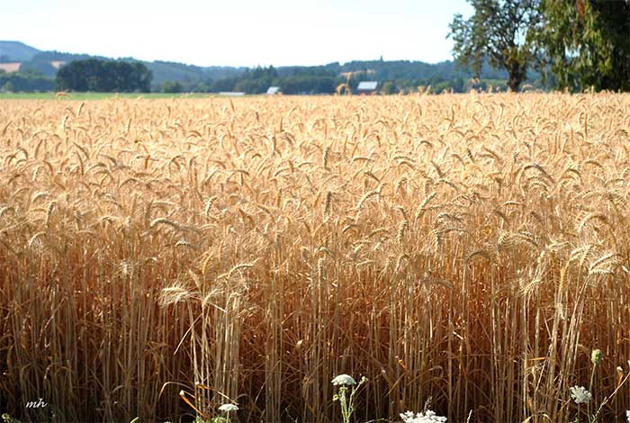 Wheat Field