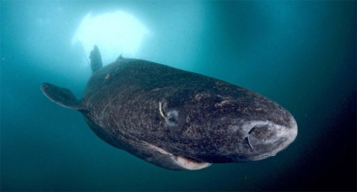 Greenland Shark