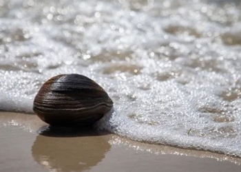 catching a mussel weighing over 1kg when cooking porridge but surprised to know its background 126173