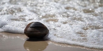 catching a mussel weighing over 1kg when cooking porridge but surprised to know its background 126173