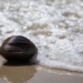 catching a mussel weighing over 1kg when cooking porridge but surprised to know its background 126173