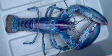 catching salty shrimps drawing balls 100 million just one 135926
