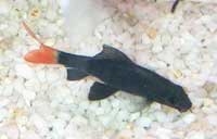 catfish underwater labeo bicolor 2559