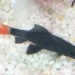 catfish underwater labeo bicolor 2559