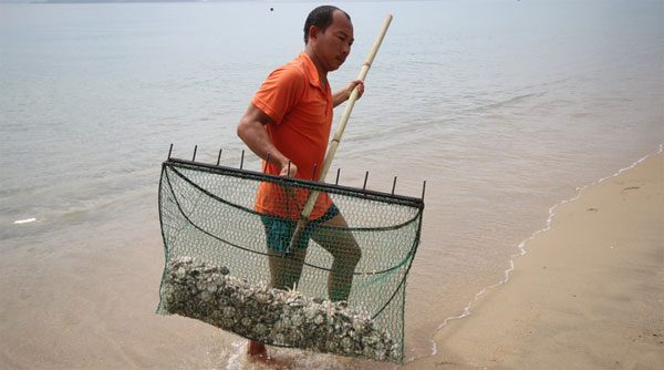 Sand dollars densely appearing on Nha Trang beach