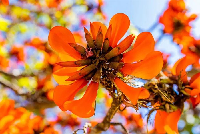 The plant species Erythrina caffra will be renamed to Erythrina affra