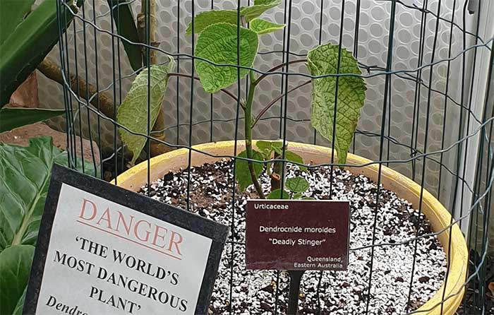 The Gympie-gympie plant displayed in a locked glass box