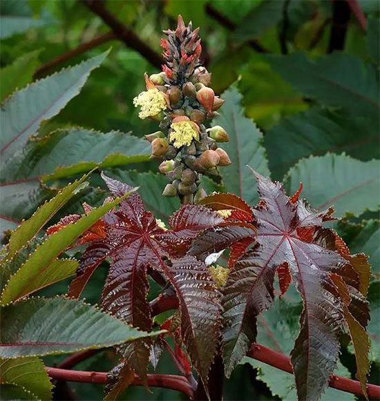 Ricinus Communis Plant.