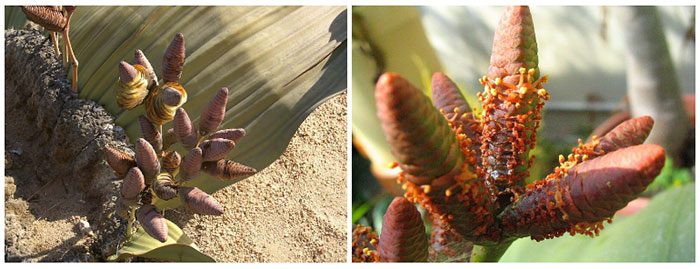 They only exist and grow exclusively in the Namib Desert of Angola