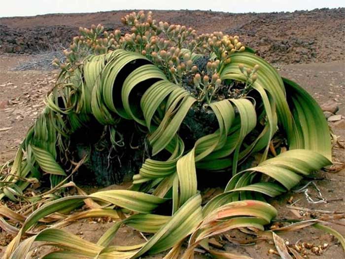 With Welwitschia Mirabilis, only about 8 ml of water is sufficient for the entire year.