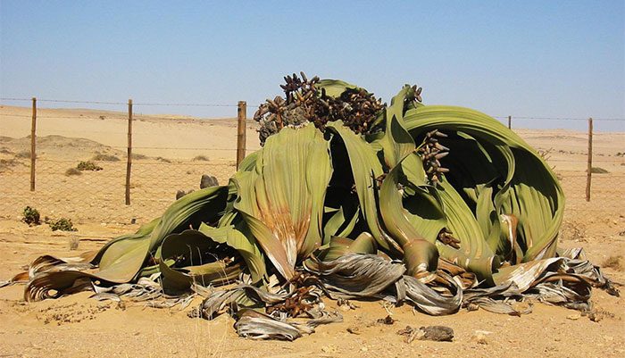 cay Welwitschia mirabilis