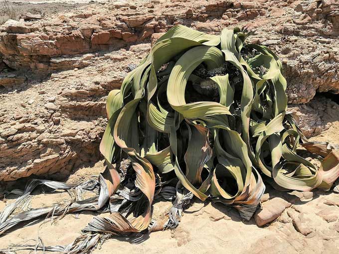 Welwitschia, a two-leaved plant growing in the Namib Desert, is believed to live for thousands of years.