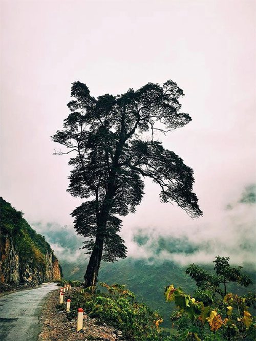 The lonely tree increasingly attracts curiosity and interest from people across the country