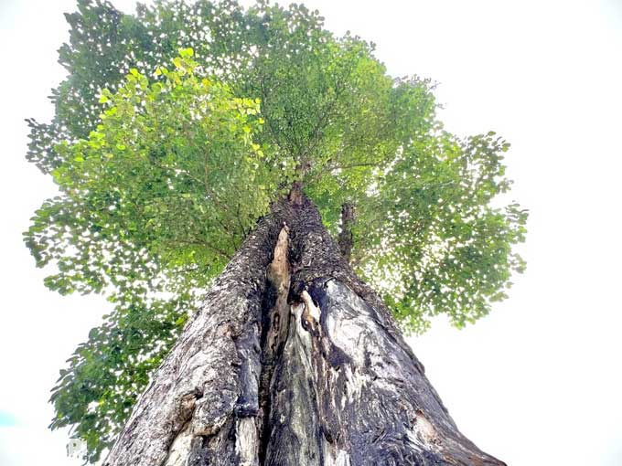 This is a very rare red ironwood tree.