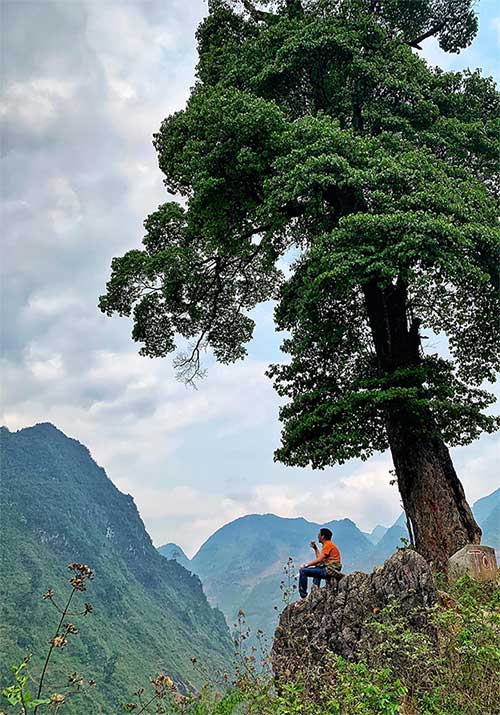 The lonely tree leaning slightly towards the abyss.