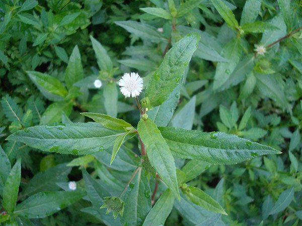 Eclipta prostrata