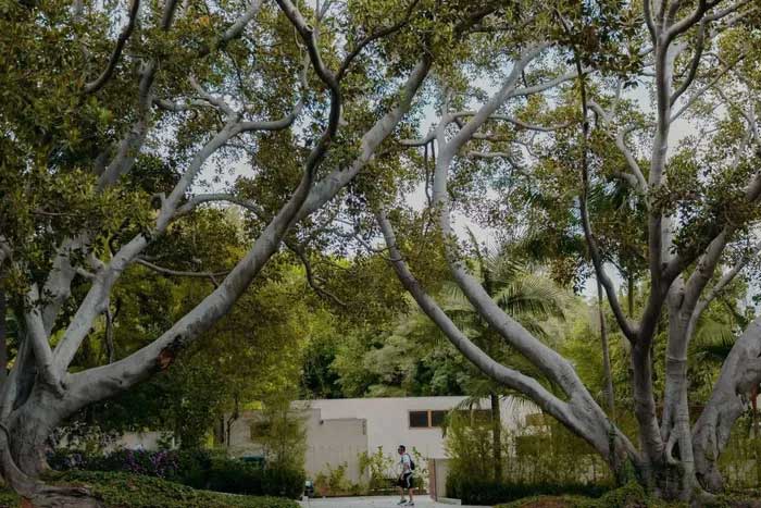 The cause of healthy trees suddenly dropping branches remains a mystery.