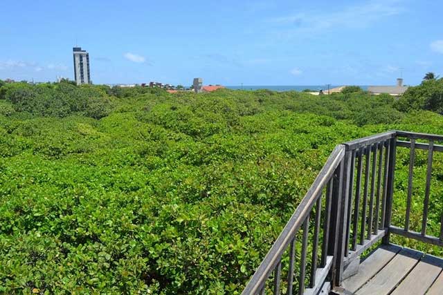 The giant cashew tree is equivalent in size to two football fields