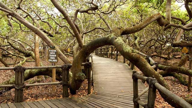 The path leading visitors to explore inside the giant tree