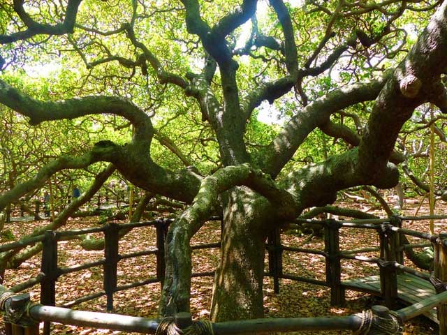 The main trunk of the giant cashew tree