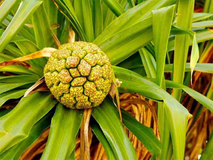 Wild Pineapple