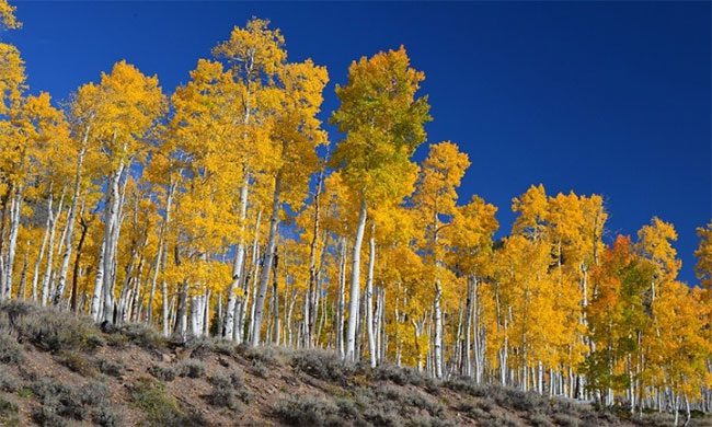 Trembling aspen trees in Utah.