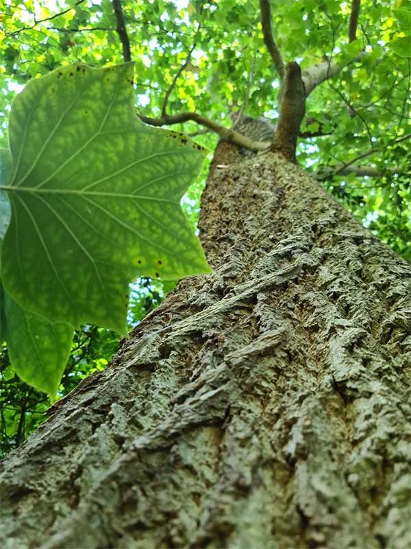 A tulip tree in the Cambridge University Botanic Garden