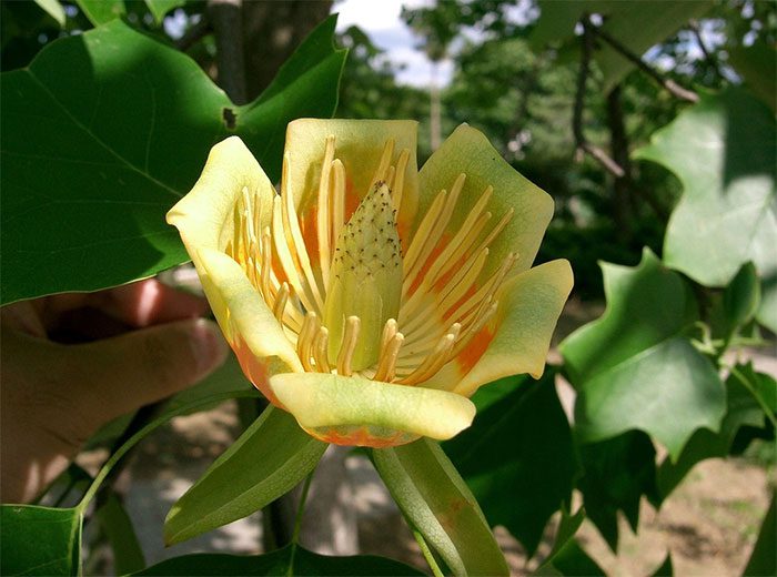 Tulip Tree