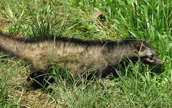 Wild animals emitting a scent similar to that of musk