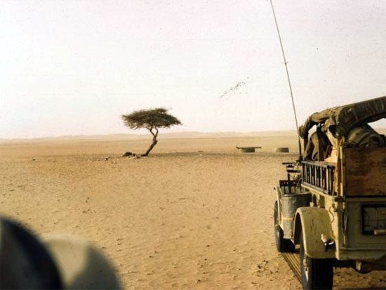 The story of the loneliest tree on the planet