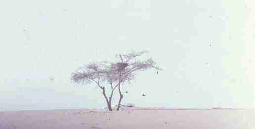 The story of the loneliest tree on the planet