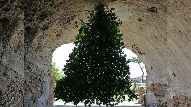 Upside-down fig tree