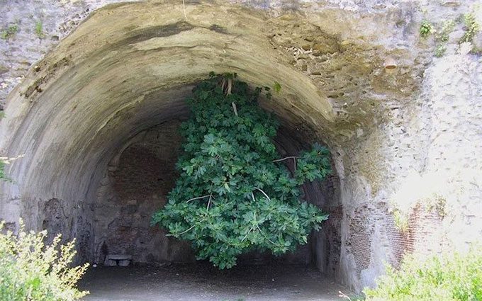 Upside-down fig tree defying the laws of physics.