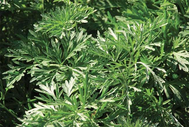 Wormwood may help improve digestion by reducing spasms in the stomach and intestines.