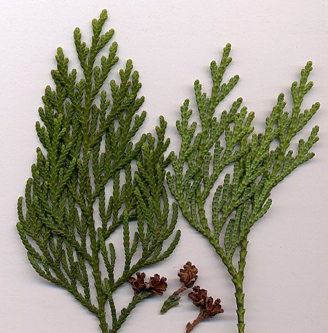 Nhai Bach belongs to the Cupressaceae family, a group of gymnosperms widely distributed around the world.