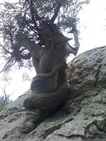 This type of wood retains its fragrance even after hundreds of thousands of years.