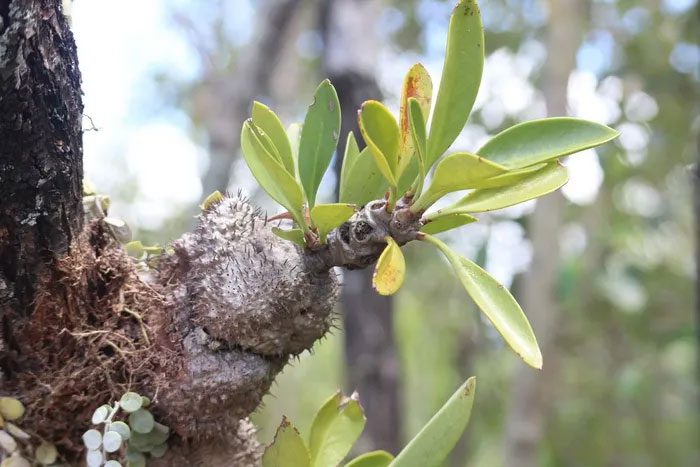 The Central Highlands ethnic communities have used the Ant Plant as a medicinal remedy.