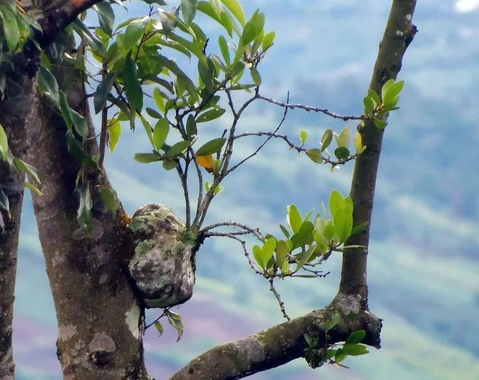 Resembles a deformed tumor on the host tree.