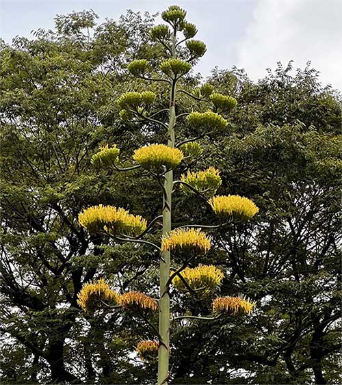 Agave plant blooming with brilliant yellow flowers at Hibiya Park in Tokyo.