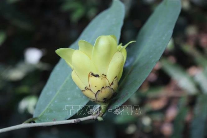 Camellia pleurocarpa tree