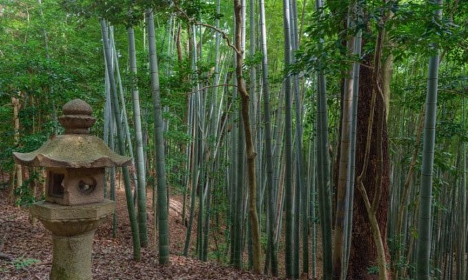 Bamboo growing near Iwashimizu Hachimangu Shrine in Kyoto