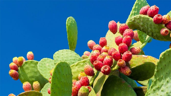 Nopal Cactus