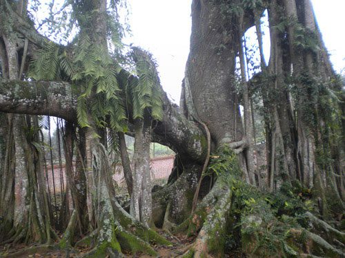 The thousand-year-old Turtle Banyan tree is closely related to the Turtle of Ho Guom.