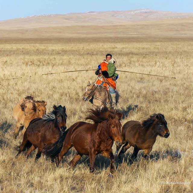 Mongolian horses have endurance and combat effectiveness comparable to Arabian horses.