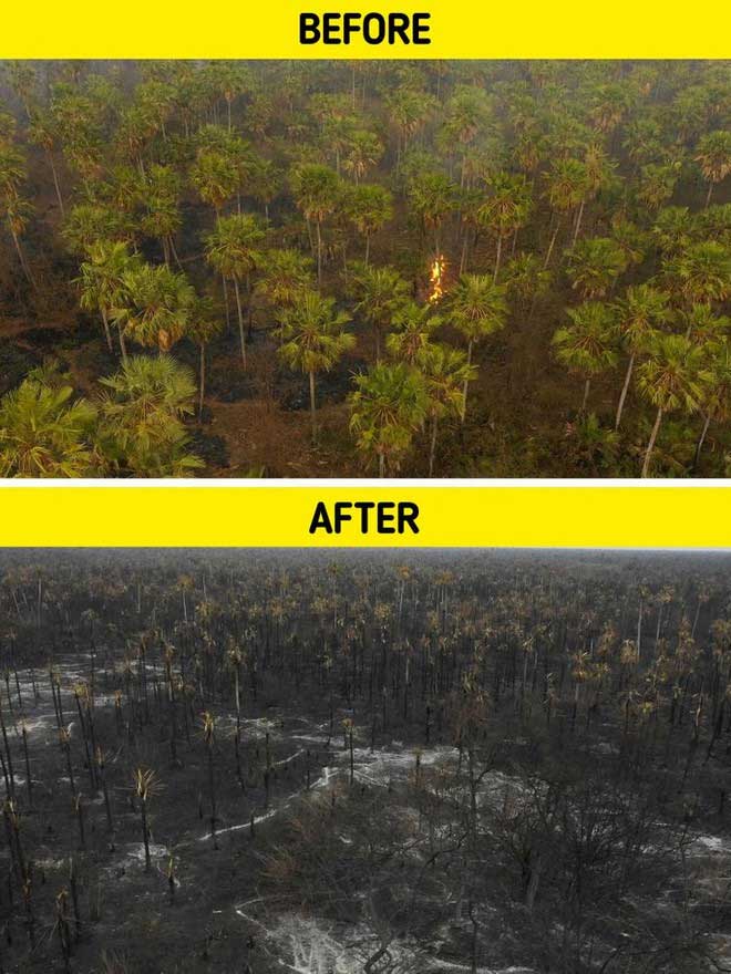 Wildfires destroy vegetation and cause irreversible damage