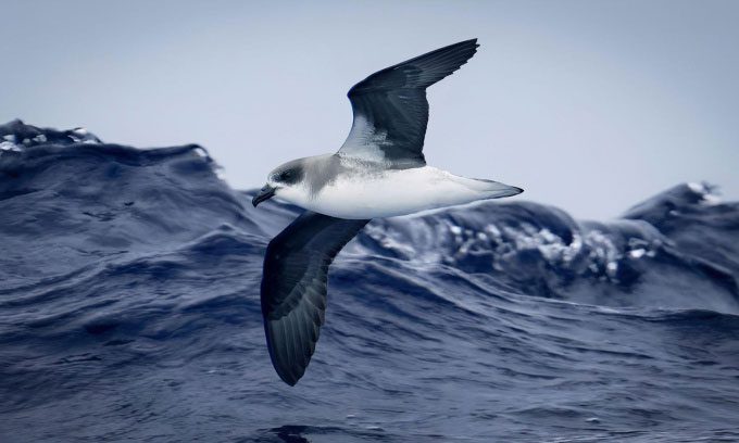 The seabird Pterodroma deserta harnesses the power of storms to hunt for food.