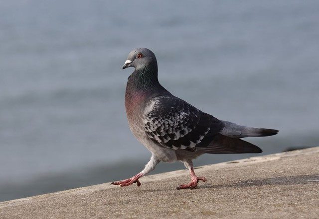 Pigeon