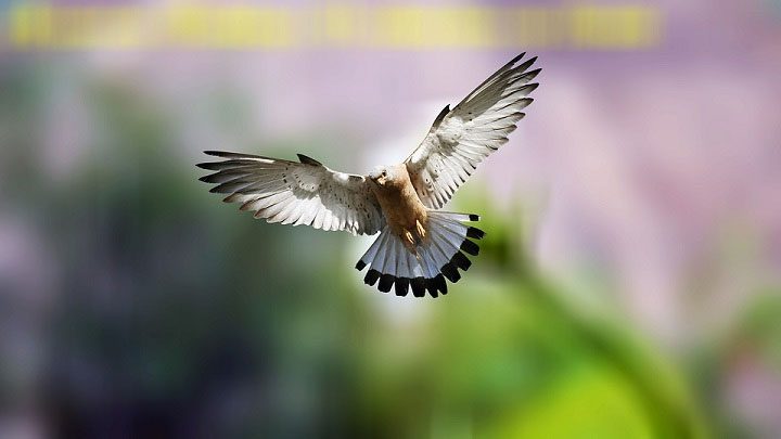 Higher oxygen levels help birds fly higher in the sky and stay airborne longer.