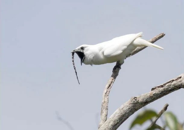 White Bellbird